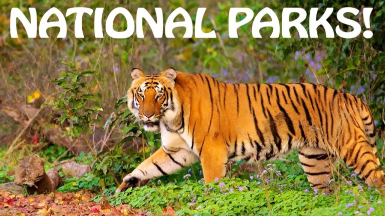 Top 10 National Parks in India – An Educational Tour to Cherish