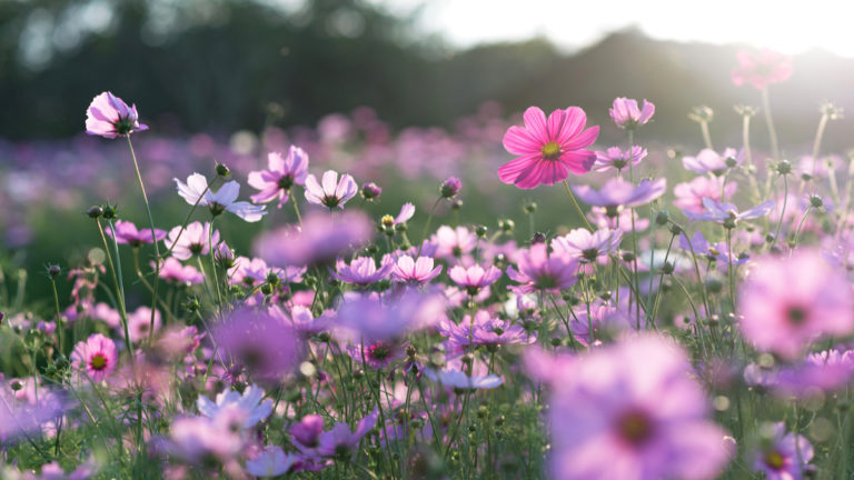 Spring flowers in india