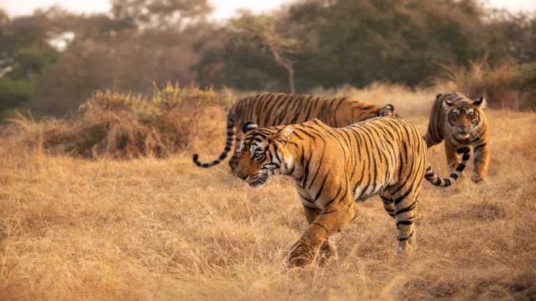 Tiger Safari