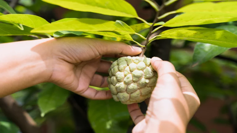 Custard apple benefits