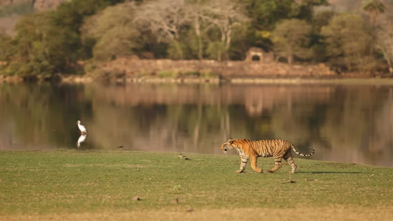 Exploring the Richness of Wildlife Sanctuary in India