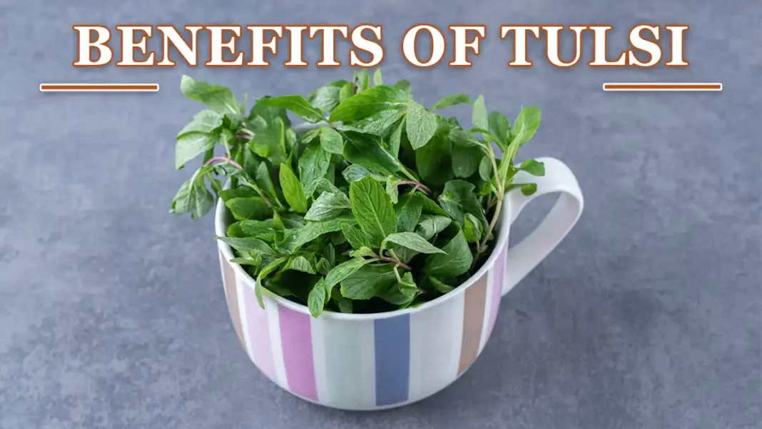 benefits of Tulsi